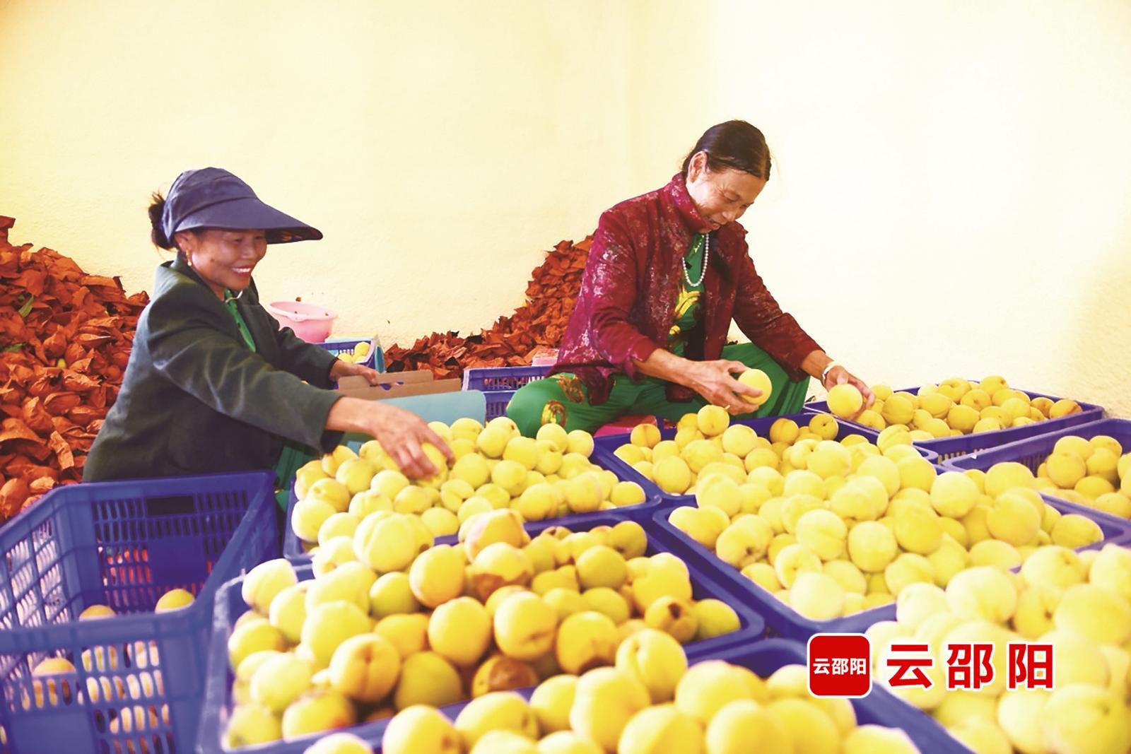 北塔区李子塘村:从荒坡秃岭到四季飘香(图3)