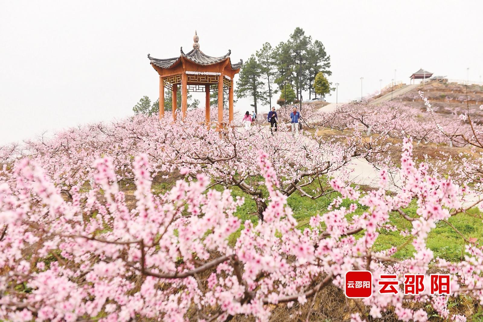 北塔区李子塘村:从荒坡秃岭到四季飘香(图5)