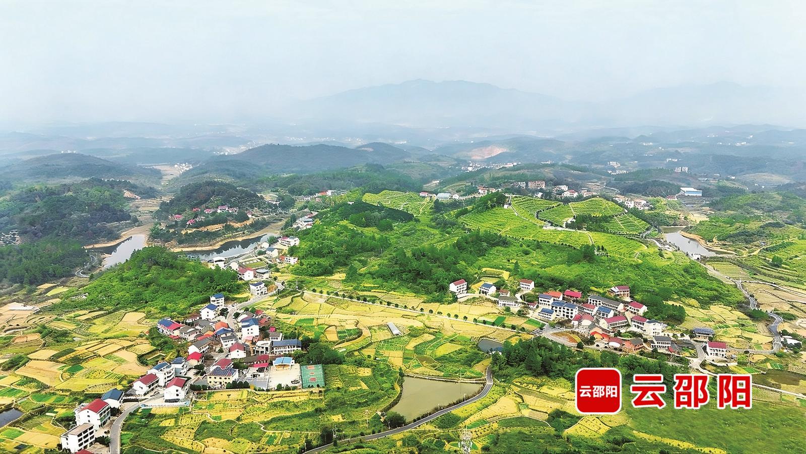 北塔区李子塘村：从荒坡秃岭到四季飘香